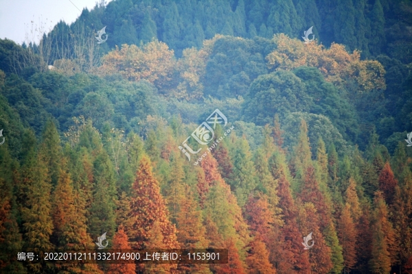 山林