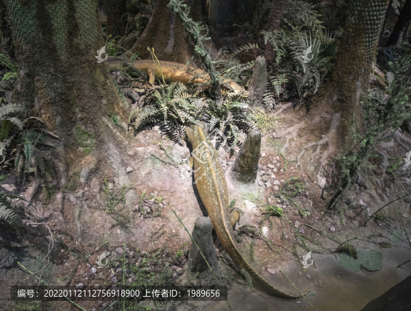 兩棲動物登陸