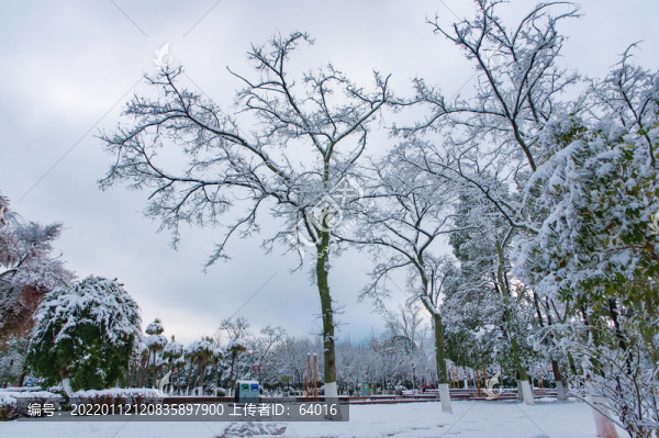 樹枝積雪