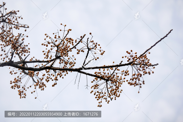 苦楝樹果