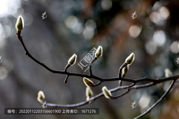 辛夷