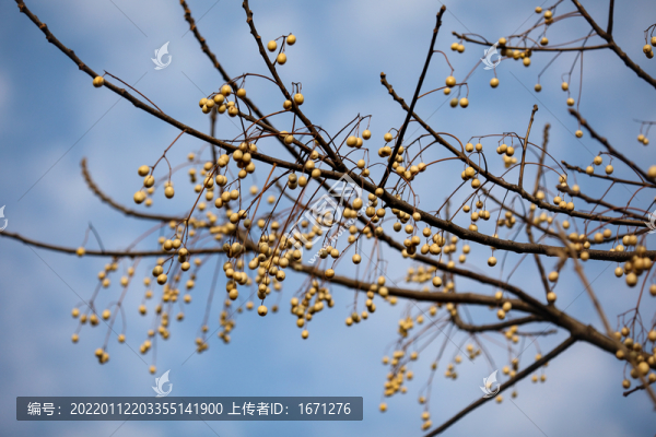 苦楝樹果