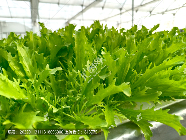 水培綠葉菜
