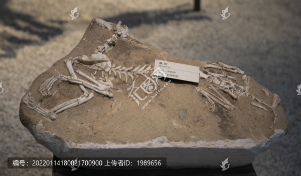 鬣狗化石