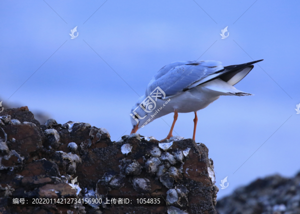海鷗