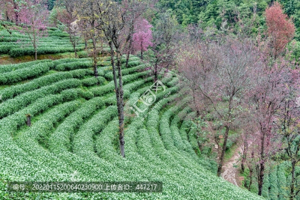 南澗無量山茶園