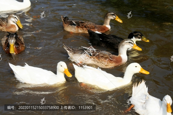 土鴨