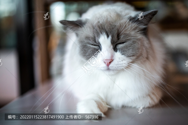貓