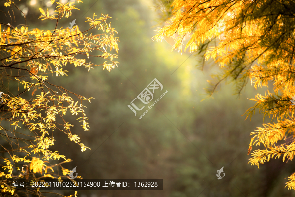 秋紅