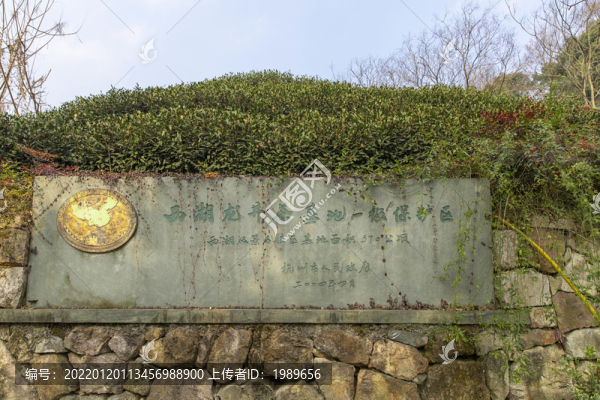 西湖龍井茶