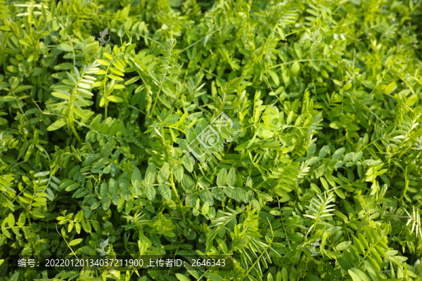 野菜苗