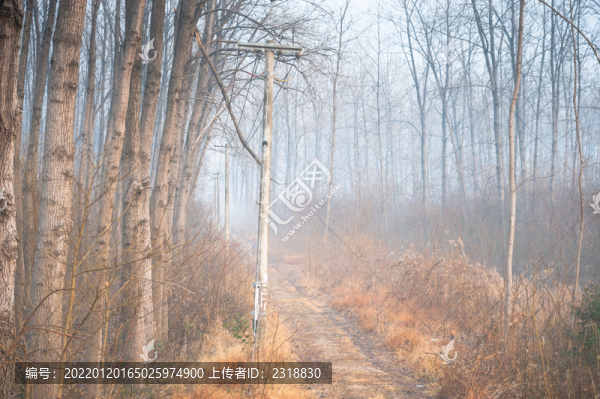 清晨樹林