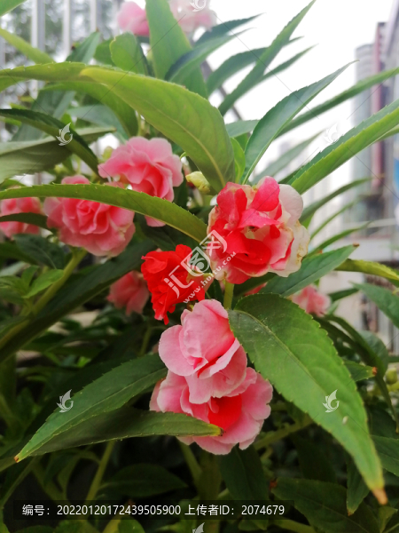 鳳仙花