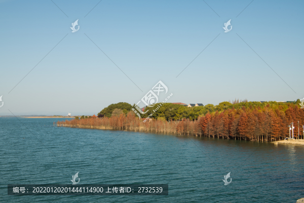 杉樹