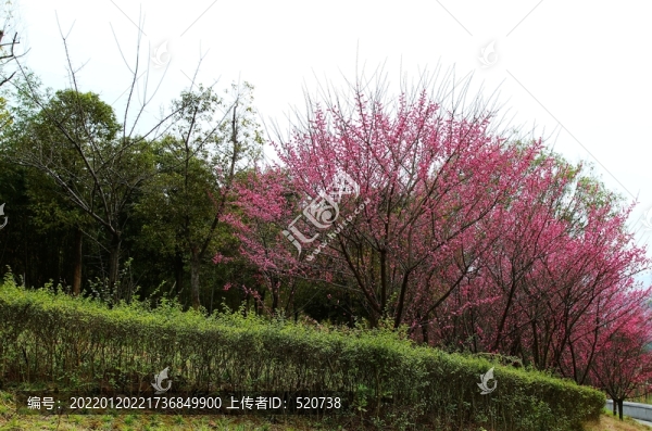 冬季梅花