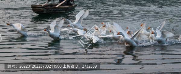 鵝