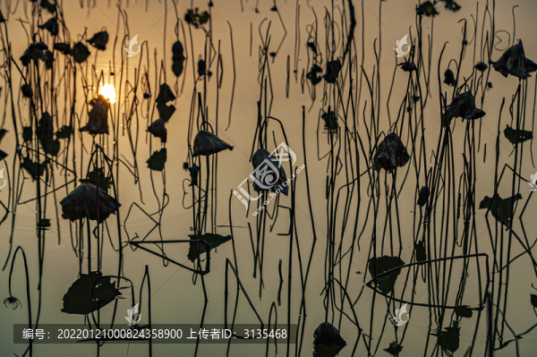 夕陽(yáng)落日下的枯荷倒影