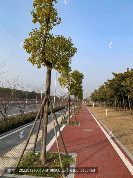 城市馬路邊的綠化帶