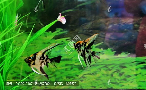 五彩燕魚