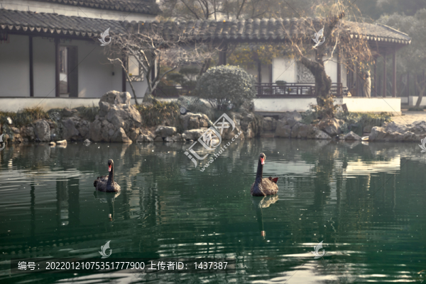 黑天鵝