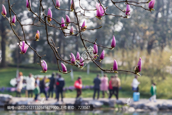 杭州太子灣公園春色
