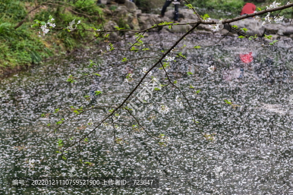 杭州太子灣公園春色