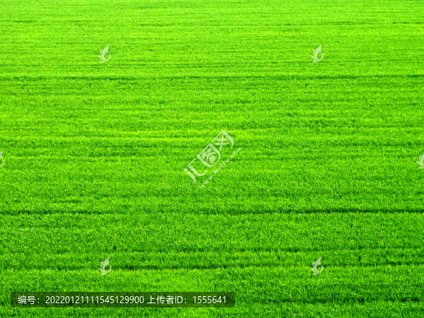 綠色背景