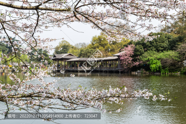 杭州花港觀魚公園春色