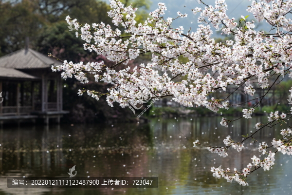 杭州花港觀魚公園春色
