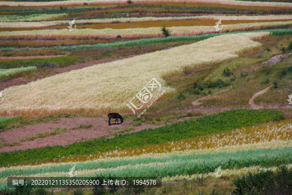 麥田