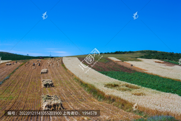 麥田