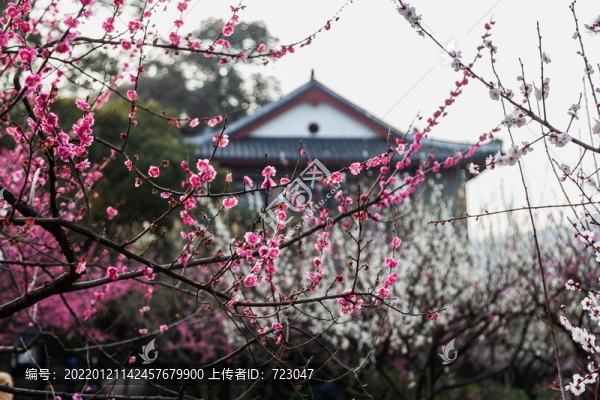 杭州孤山探梅