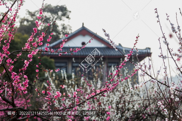 杭州孤山探梅