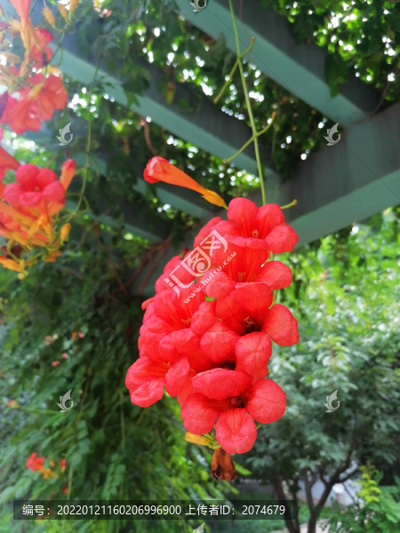 凌霄花