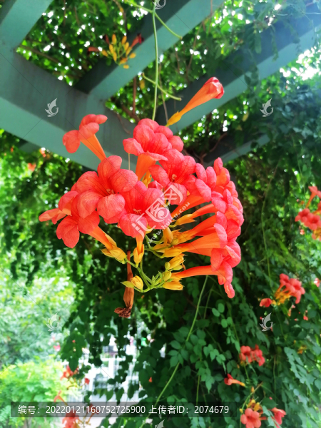 凌霄花