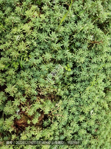 綠植特寫