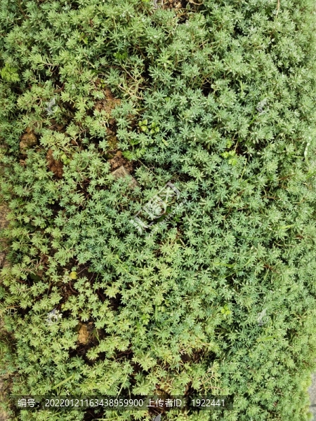 綠植背景