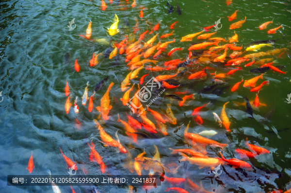 錦鯉轉(zhuǎn)運(yùn)