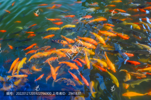 紅鯉魚