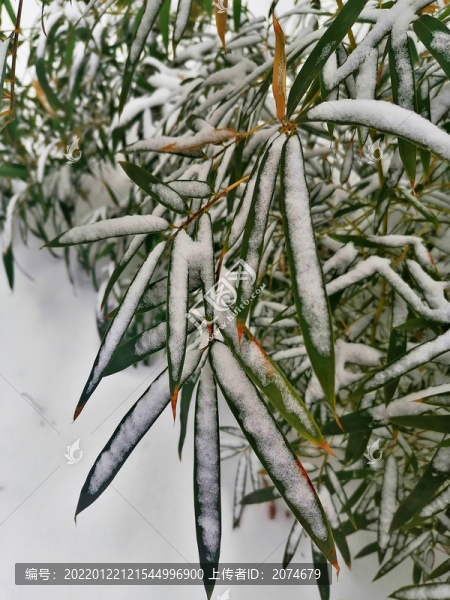雪壓竹葉