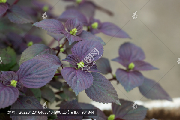 紫蘇的花期