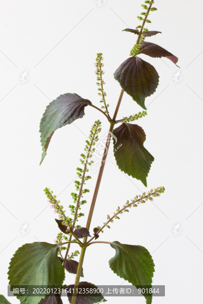 紫蘇的花期