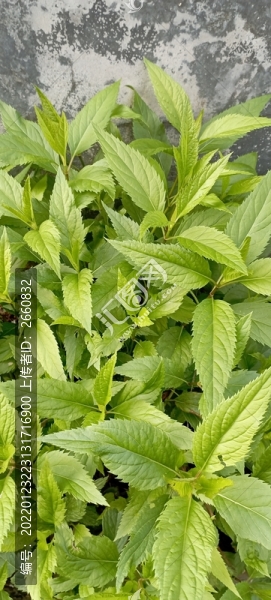 佩蘭
