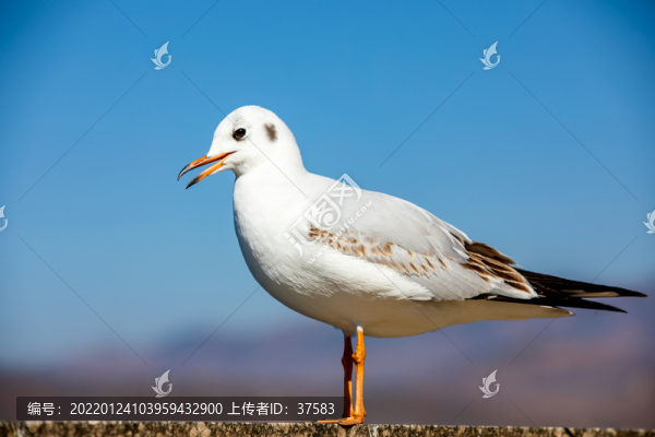 海鷗