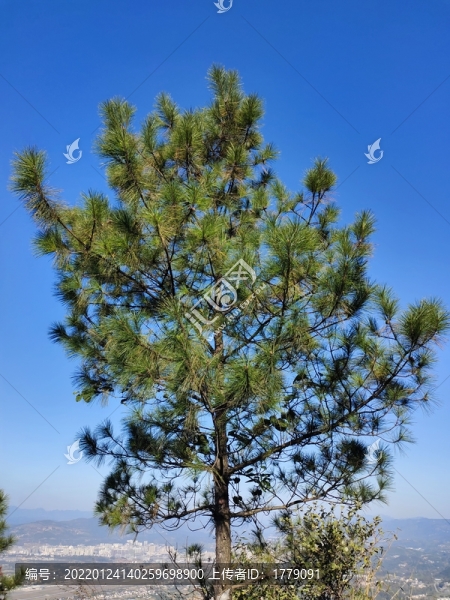 一棵樹