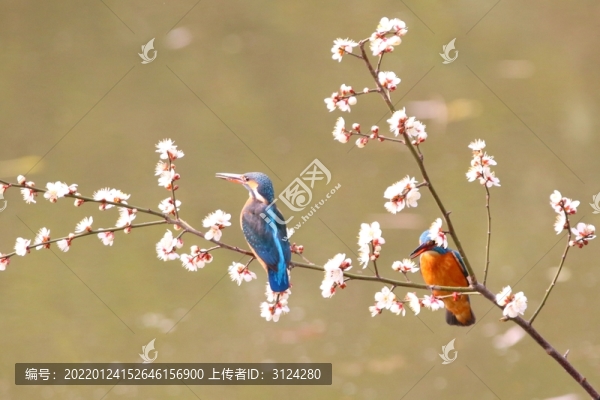 翠鳥