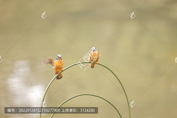 翠鳥