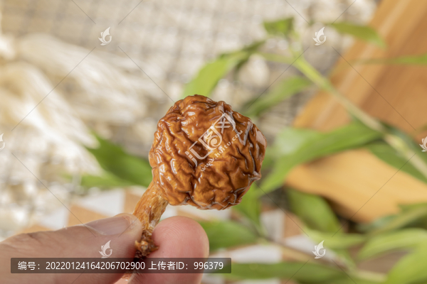滑子菇