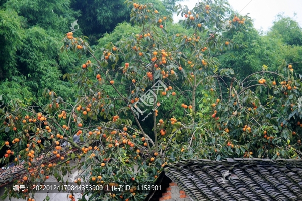 柿子樹