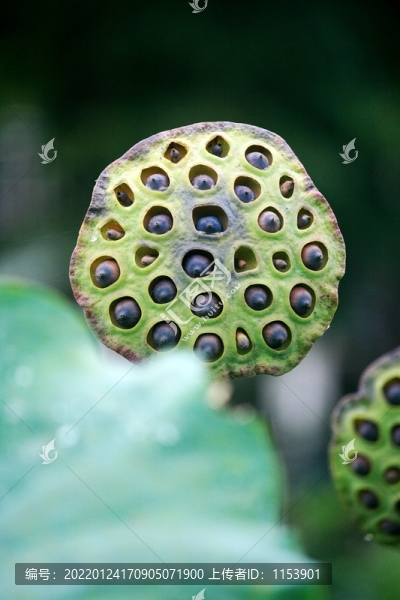 蓮蓬